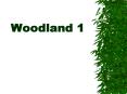 Woodland 1 PowerPoint PPT Presentation