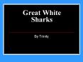 Great White Sharks PowerPoint PPT Presentation