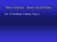 More Teleosts....Spinyrayed Fishes PowerPoint PPT Presentation