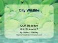 City Wildlife PowerPoint PPT Presentation