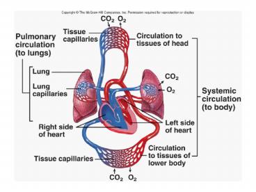 Conduction Pathway in Heart