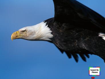 The story of the Eagle