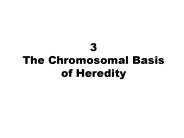 3 The Chromosomal Basis of Heredity
