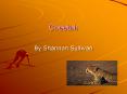 Cheetah PowerPoint PPT Presentation