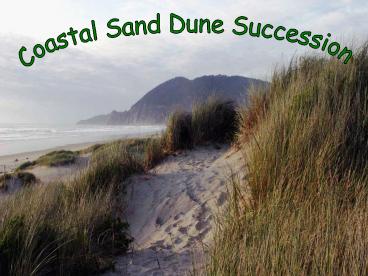 Coastal Sand Dune Succession