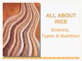 ALL ABOUT RICE PowerPoint PPT Presentation