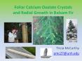 Foliar Calcium Oxalate Crystals and Radial Growth in Balsam Fir PowerPoint PPT Presentation