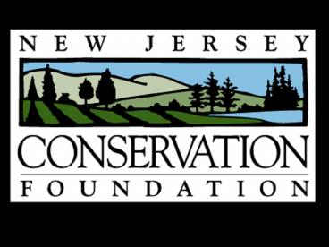 Pine Barrens overview, trees, pigmy pines