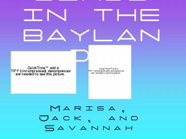 BIRDS IN THE BAYLANDS