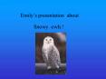 Emilys presentation about PowerPoint PPT Presentation