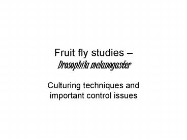 Fruit fly studies Drosophila melanogaster