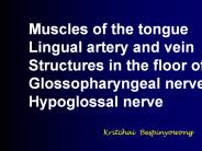 Muscles of the tongue