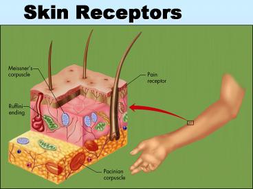 Skin Receptors