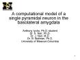 A computational model of a single pyramidal neuron in the basolateral amygdala PowerPoint PPT Presentation