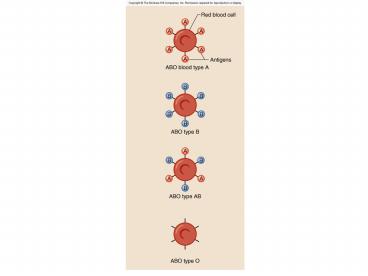 ABO Blood Types