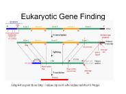 Eukaryotic Gene Finding