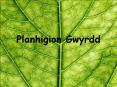 Planhigion Gwyrdd PowerPoint PPT Presentation