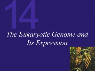 The Eukaryotic Genome and Its Expression