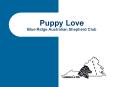 Puppy Love Blue Ridge Australian Shepherd Club PowerPoint PPT Presentation