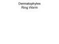 Dermatophytes Ring Worm PowerPoint PPT Presentation