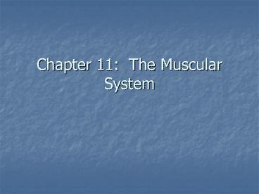 Chapter 11: The Muscular System presentation | free to view
