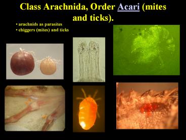 presentation player overlay