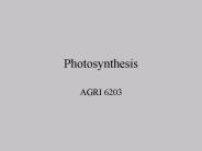 Photosynthesis