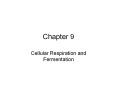 Cellular Respiration and Fermentation PowerPoint PPT Presentation