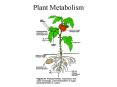Plant Metabolism PowerPoint PPT Presentation