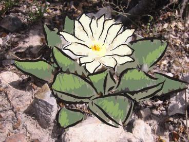 Uso de las Cactceas del Estado de Nuevo Len