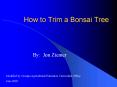 How to Trim a Bonsai Tree PowerPoint PPT Presentation