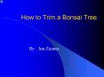 How to Trim a Bonsai Tree PowerPoint PPT Presentation