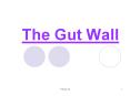 The Gut Wall PowerPoint PPT Presentation