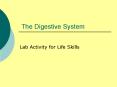 The Digestive System PowerPoint PPT Presentation