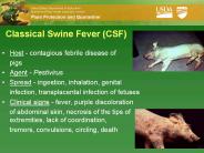 Classical Swine Fever CSF