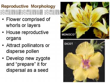 Reproductive Morphology