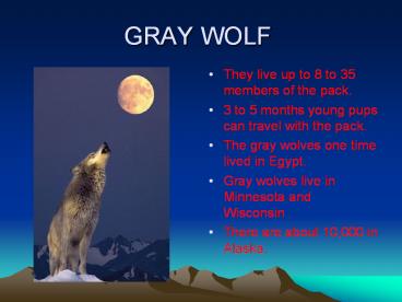 GRAY WOLF