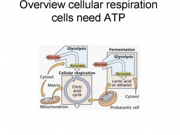 Overview cellular respiration cells need ATP