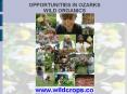OPPORTUNITIES IN OZARKS WILD ORGANICS PowerPoint PPT Presentation