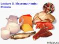 Lecture 5' Macronutrients: Protein PowerPoint PPT Presentation
