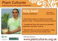 Holy basil PowerPoint PPT Presentation