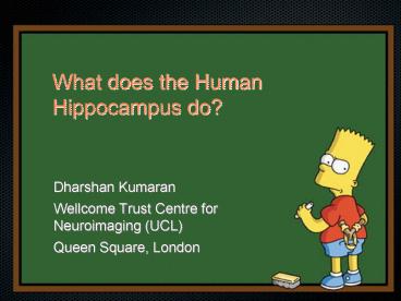 What does the Human Hippocampus do