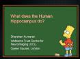 What does the Human Hippocampus do PowerPoint PPT Presentation