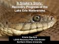 A Snakes Story: Recovery Progress of the Lake Erie Watersnake PowerPoint PPT Presentation