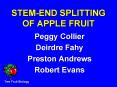STEMEND SPLITTING OF APPLE FRUIT PowerPoint PPT Presentation