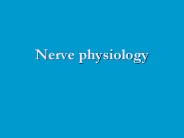 Nerve physiology