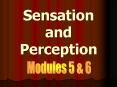 Sensation and Perception PowerPoint PPT Presentation