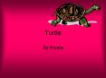 Turtle PowerPoint PPT Presentation