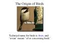 The Origin of Birds PowerPoint PPT Presentation