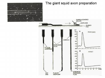 The giant squid axon preparation